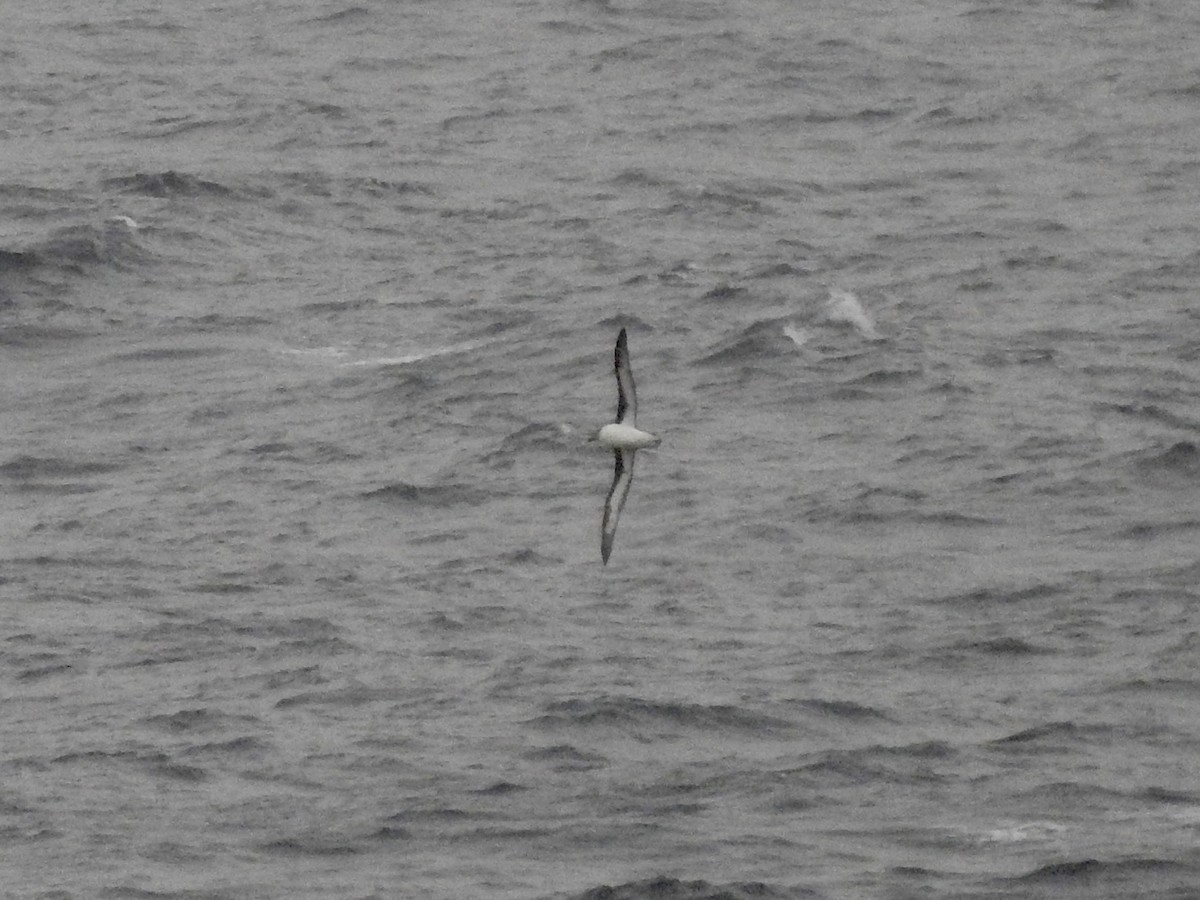 Gray-headed Albatross - ML646894146