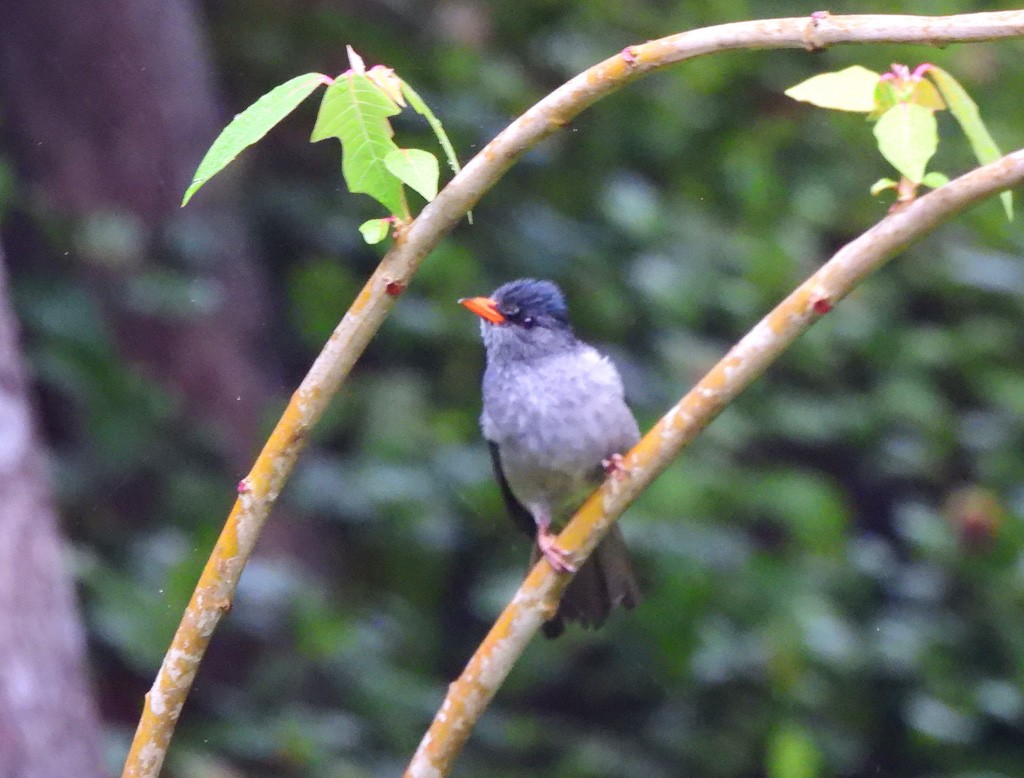 Malagasy Bulbul - ML646894149