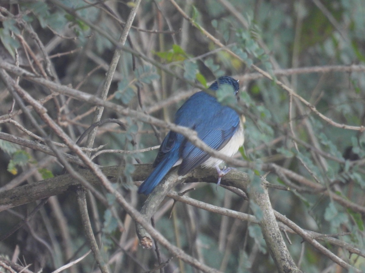 Tickell's Blue Flycatcher - ML646894150