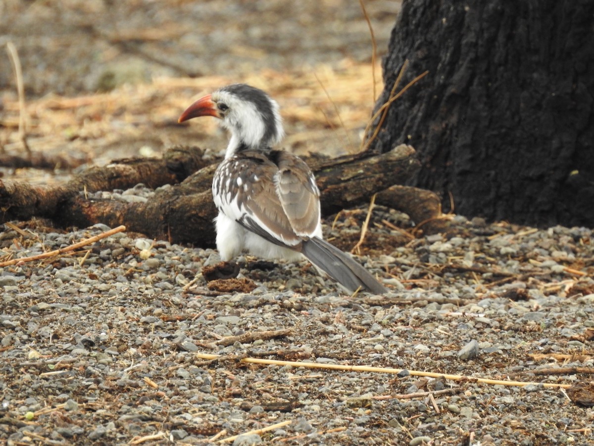 Northern Red-billed Hornbill - ML646894151