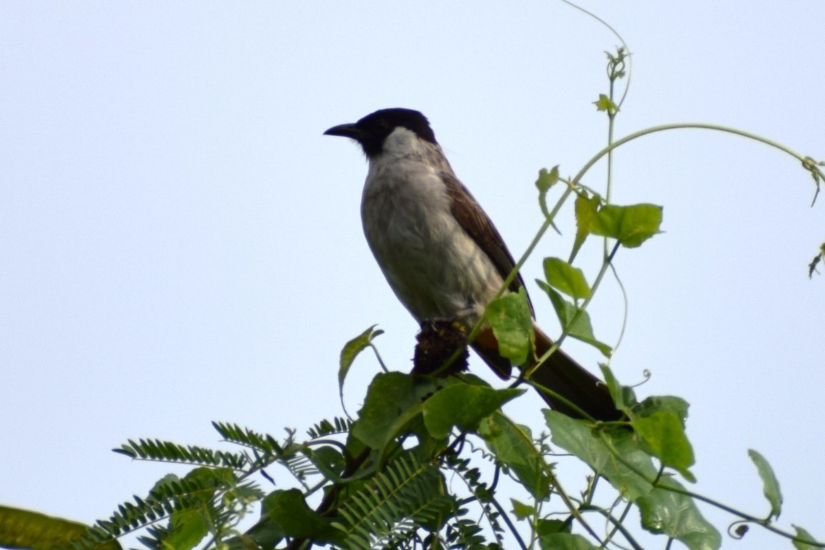 Bulbul urre-ipurdia - ML646894152