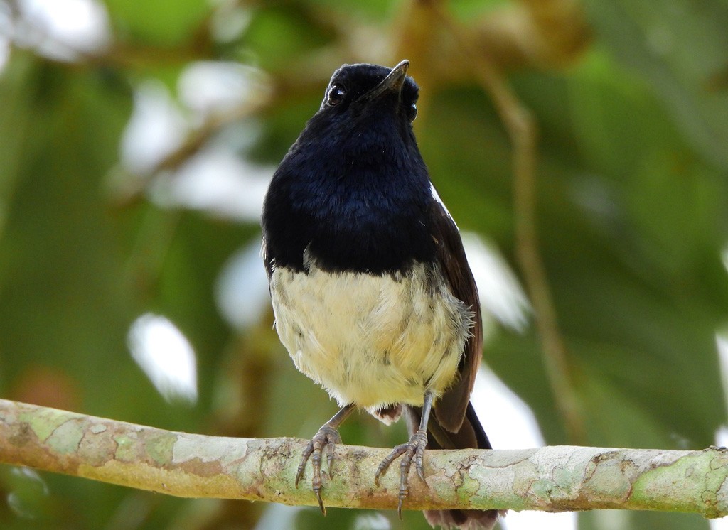 Madagascar Magpie-Robin - ML646894155