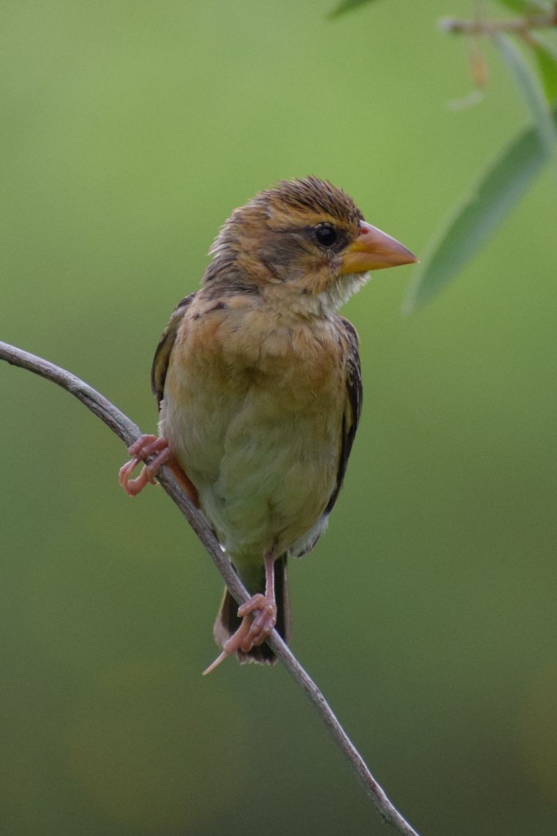 Baya Weaver - ML646894157