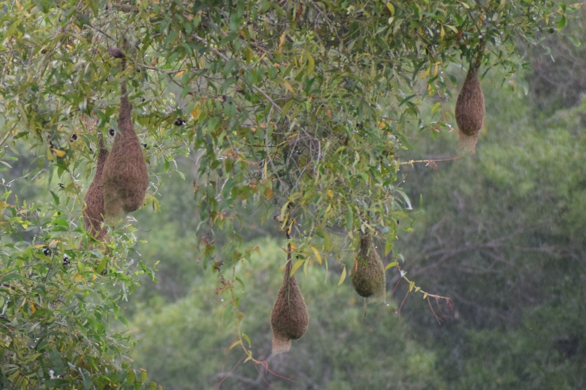 Baya Weaver - ML646894158