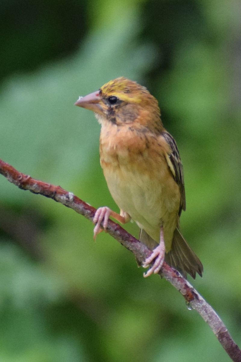 Baya Weaver - ML646894159