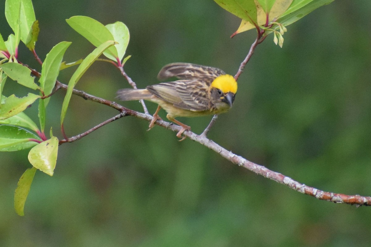 Baya Weaver - ML646894160