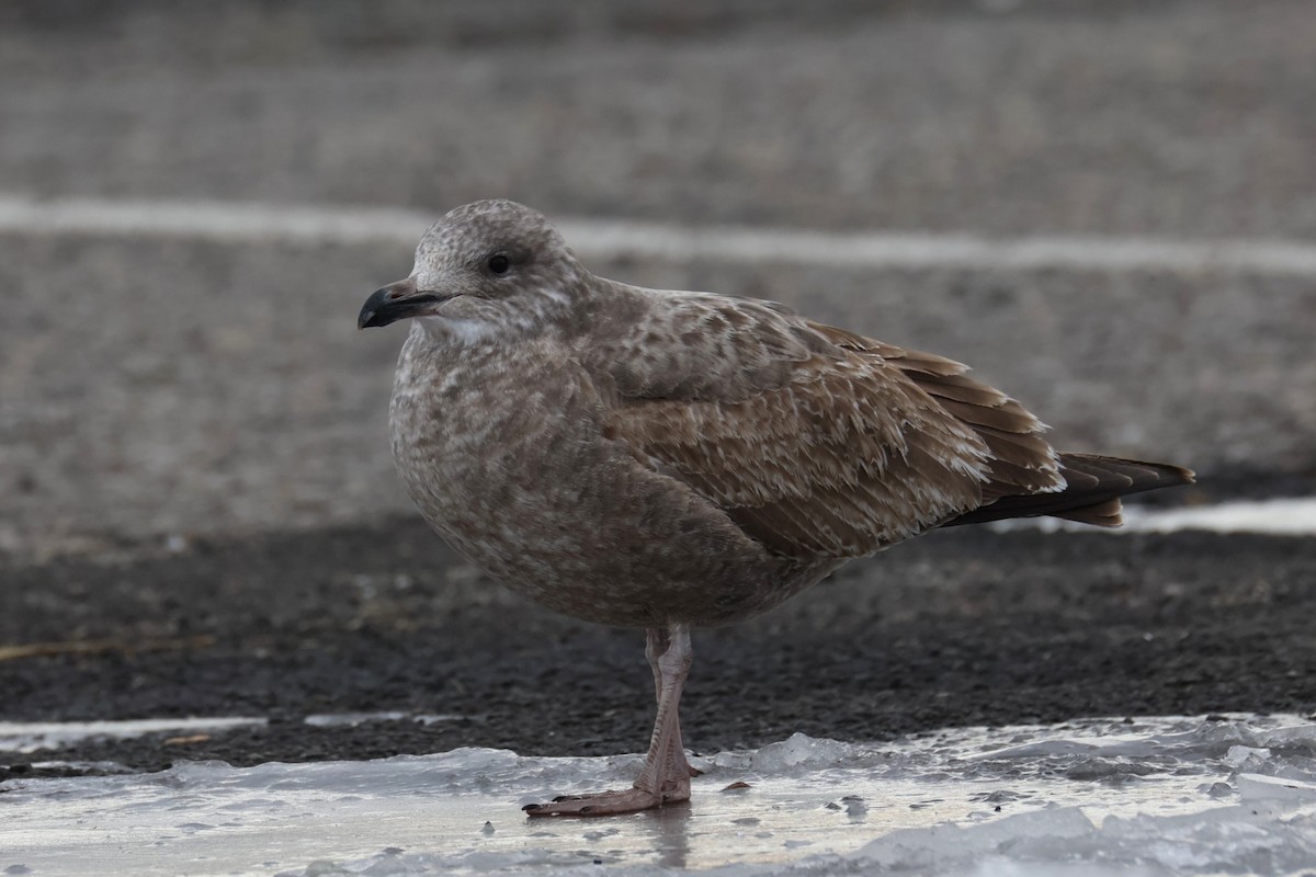 Американская чайка - ML646894162