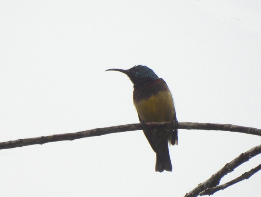 Souimanga Sunbird - ML646894163