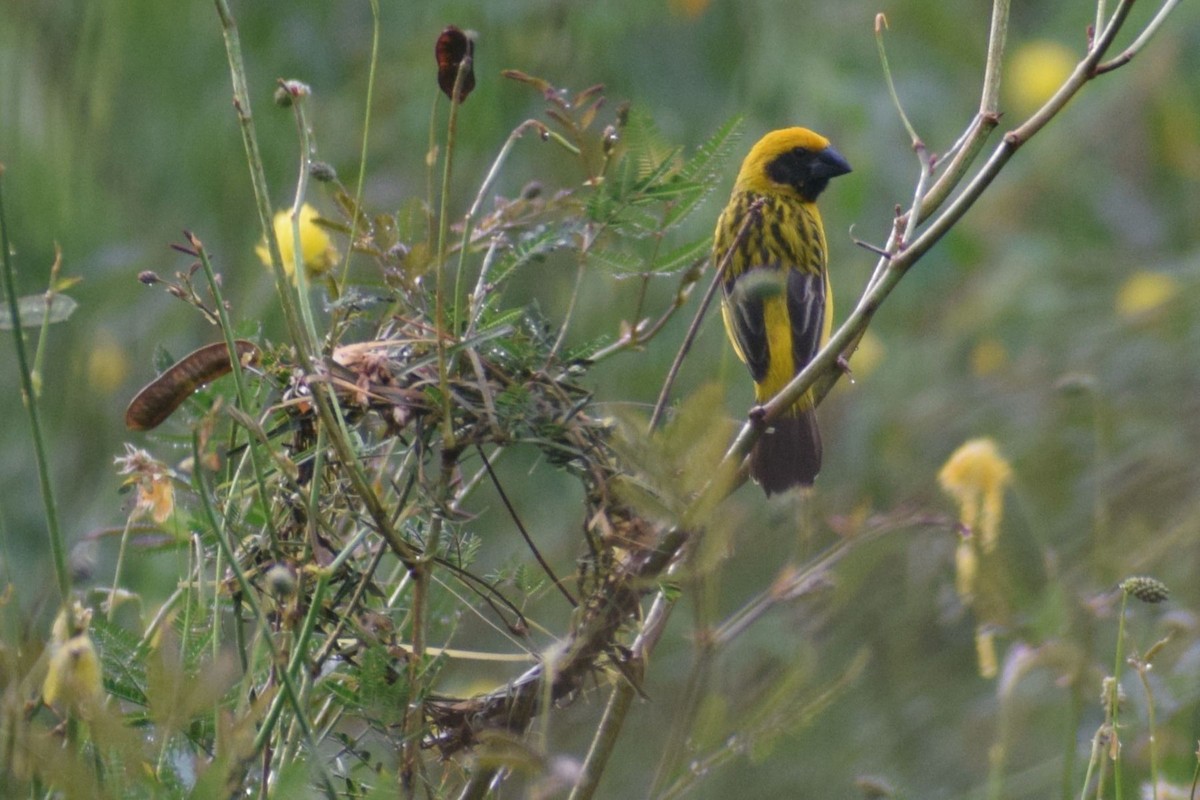 Asian Golden Weaver - ML646894164