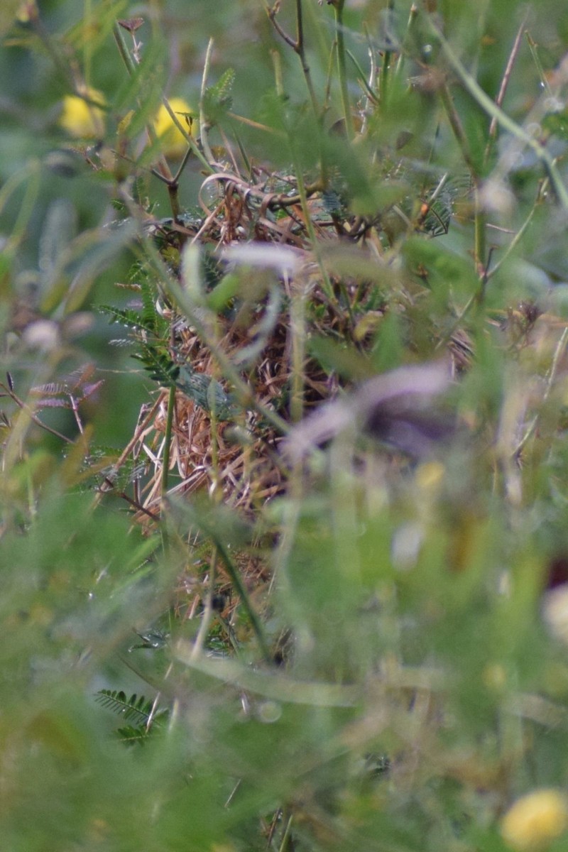 Asian Golden Weaver - ML646894165