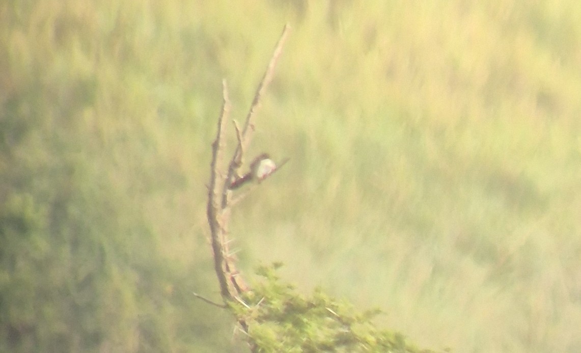 Fan-tailed Grassbird - ML646894169