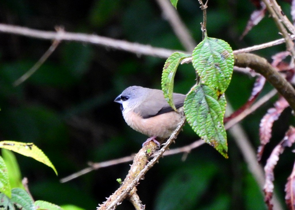 Madagascar Munia - ML646894170