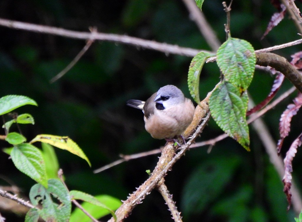 Madagascar Munia - ML646894171