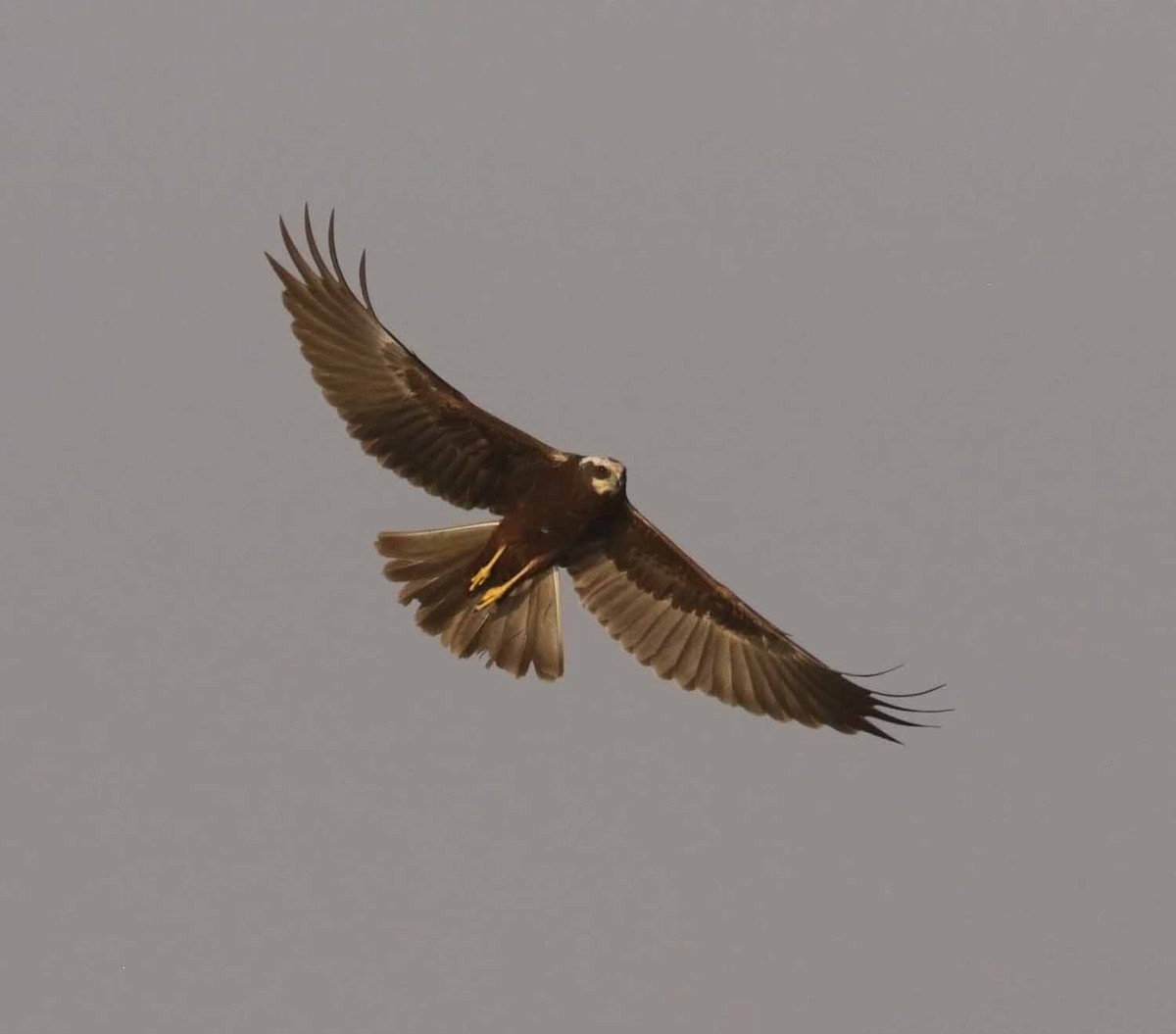Western Marsh Harrier - ML646894172