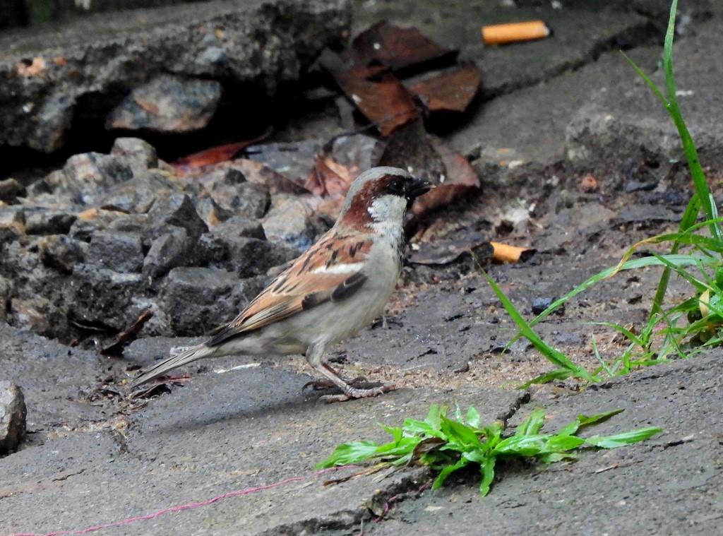 House Sparrow - ML646894173