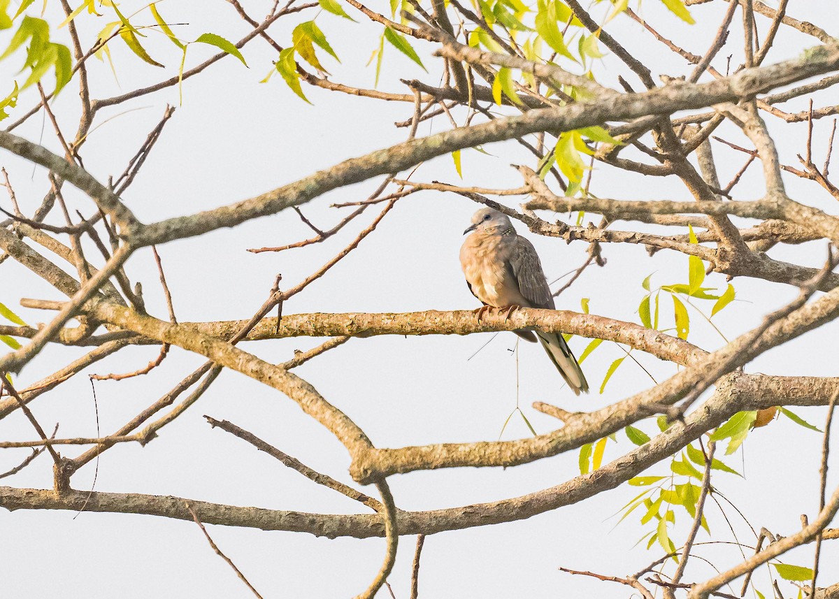 Spotted Dove - ML646894174