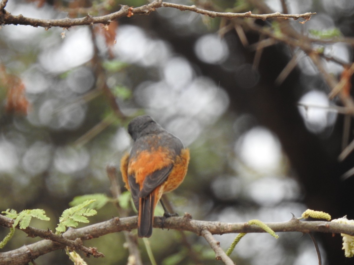 Little Rock-Thrush - ML646894175