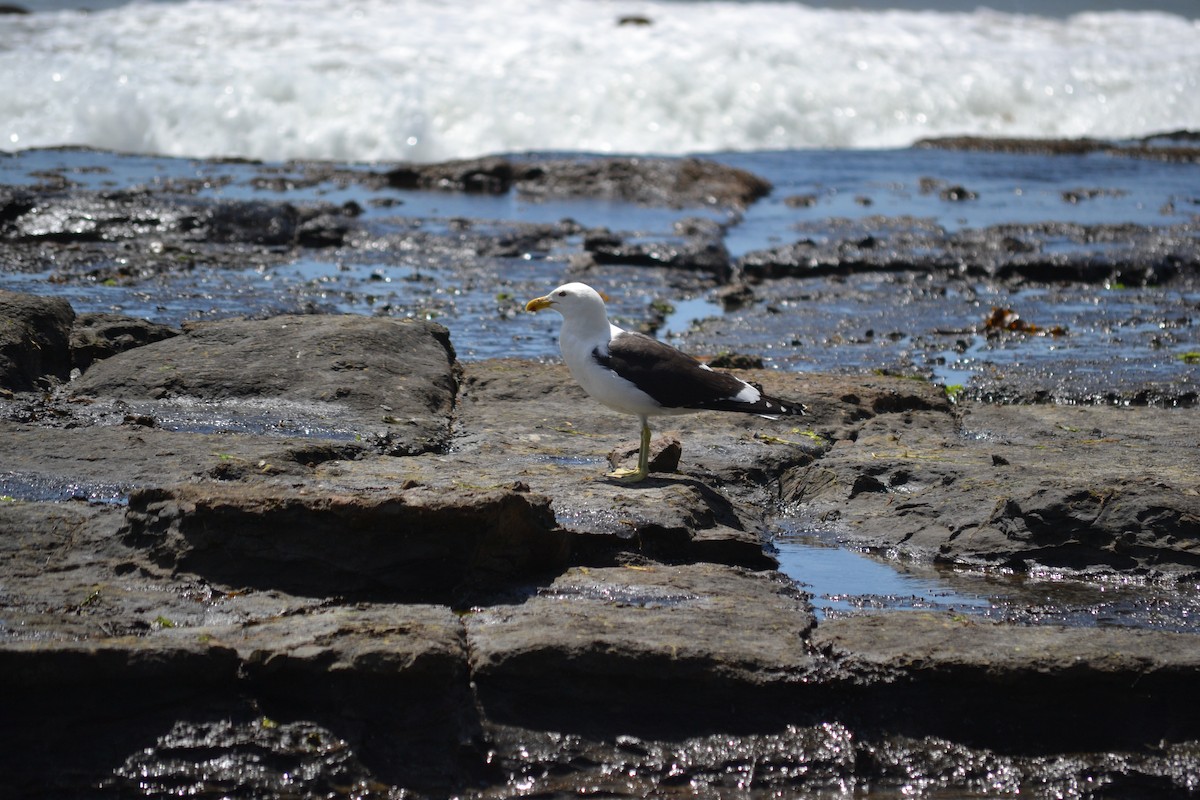 Kelp Gull - ML646894176