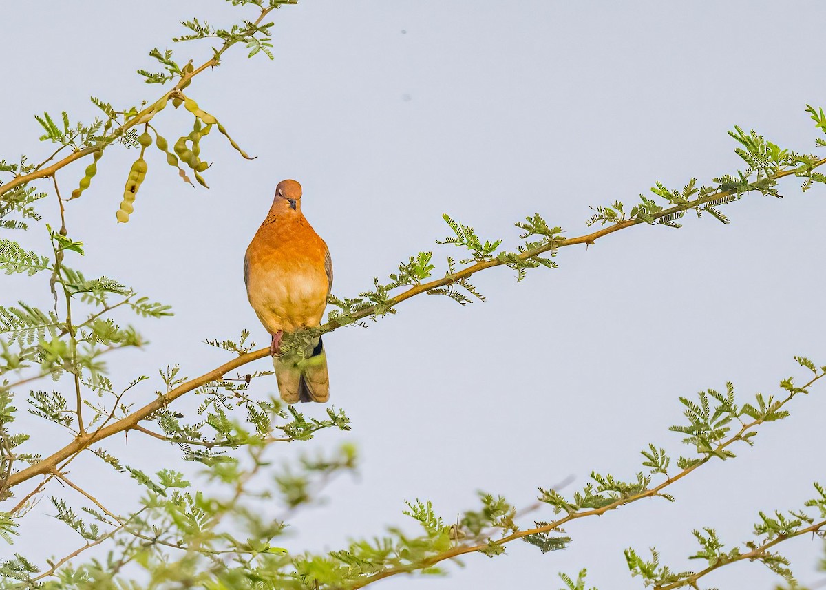 Laughing Dove - ML646894177
