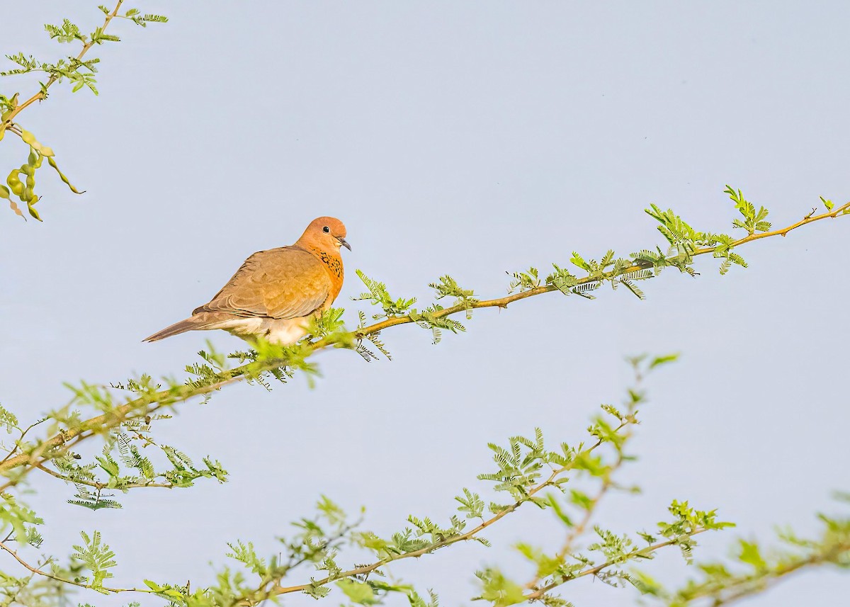 Laughing Dove - ML646894178