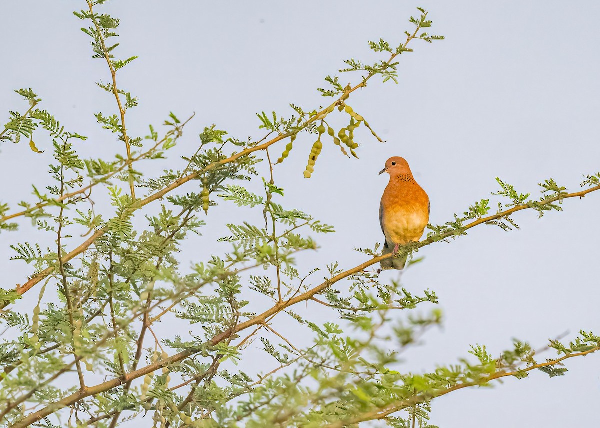 Laughing Dove - ML646894179