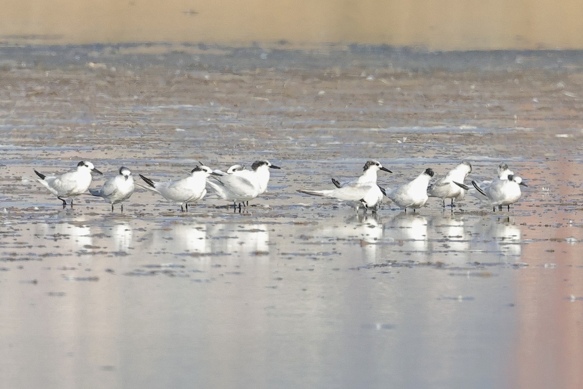 Sandwich Tern - ML646894180