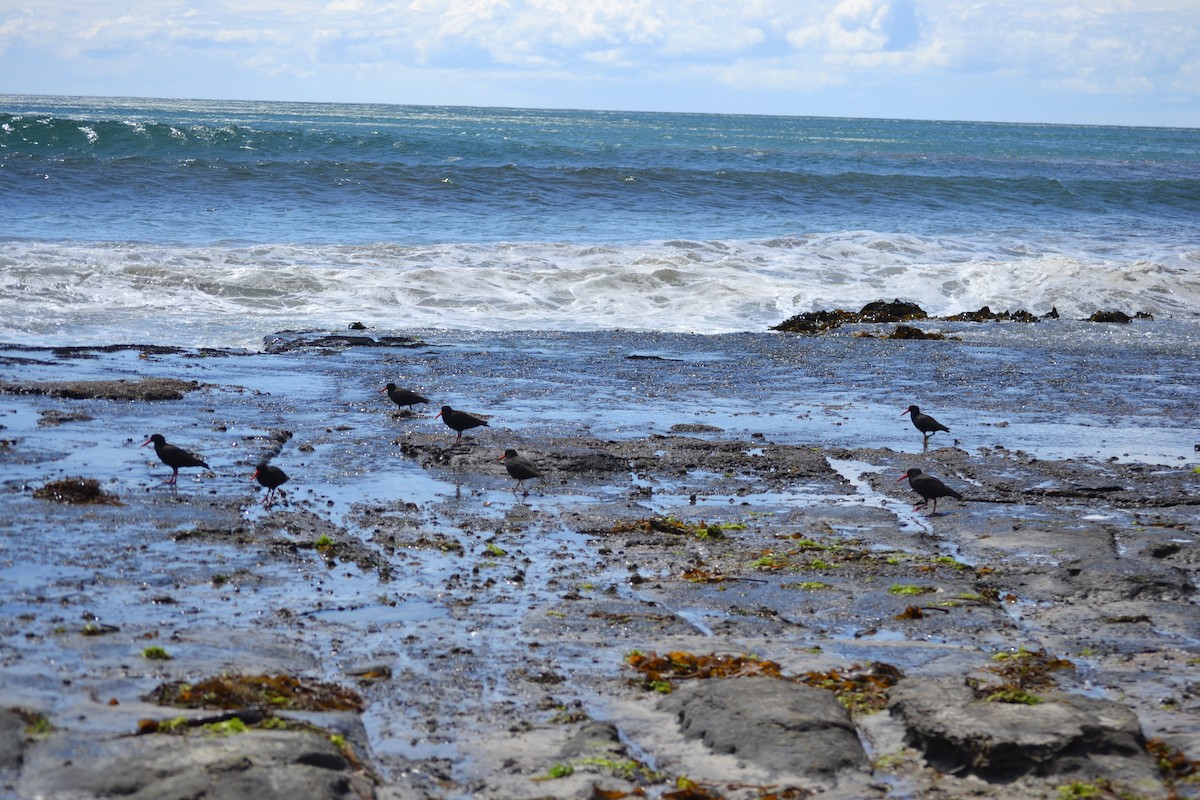 Sooty Oystercatcher - ML646894181