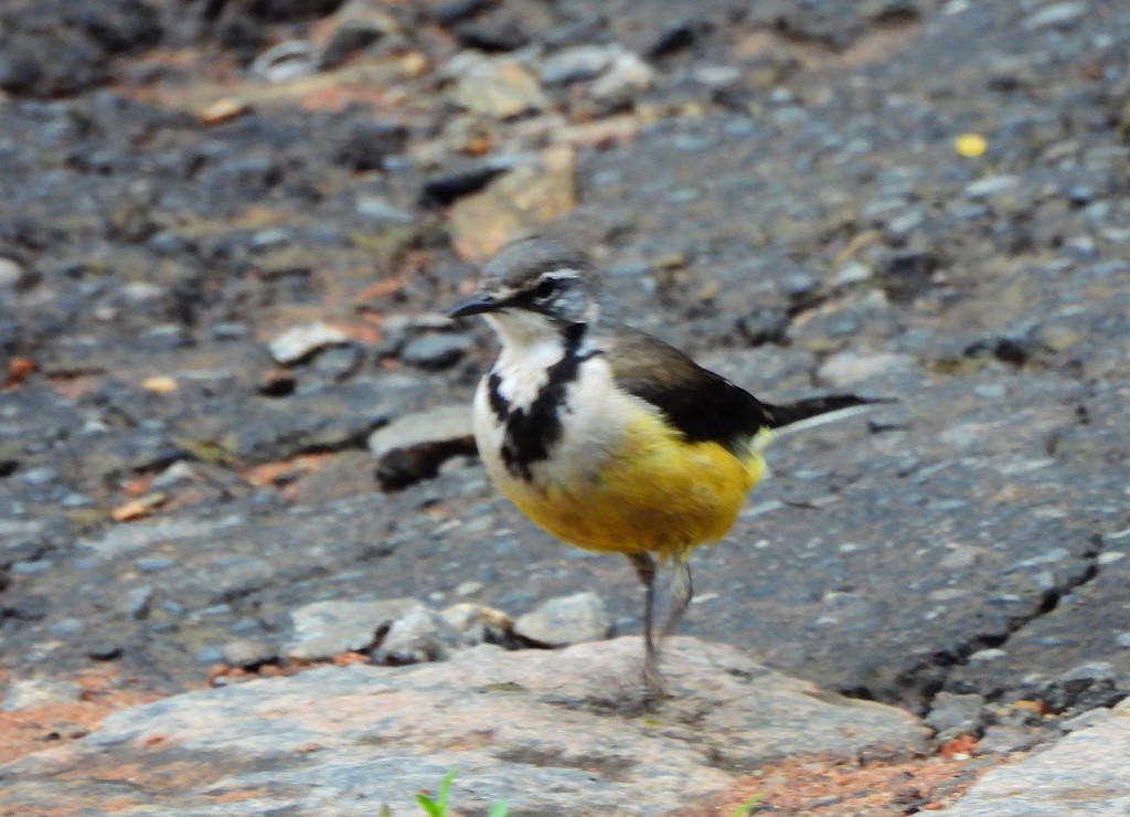 Madagascar Wagtail - ML646894182