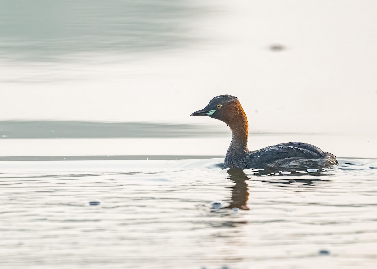 Grèbe castagneux - ML646894183