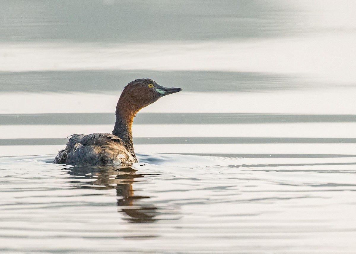 Grèbe castagneux - ML646894184