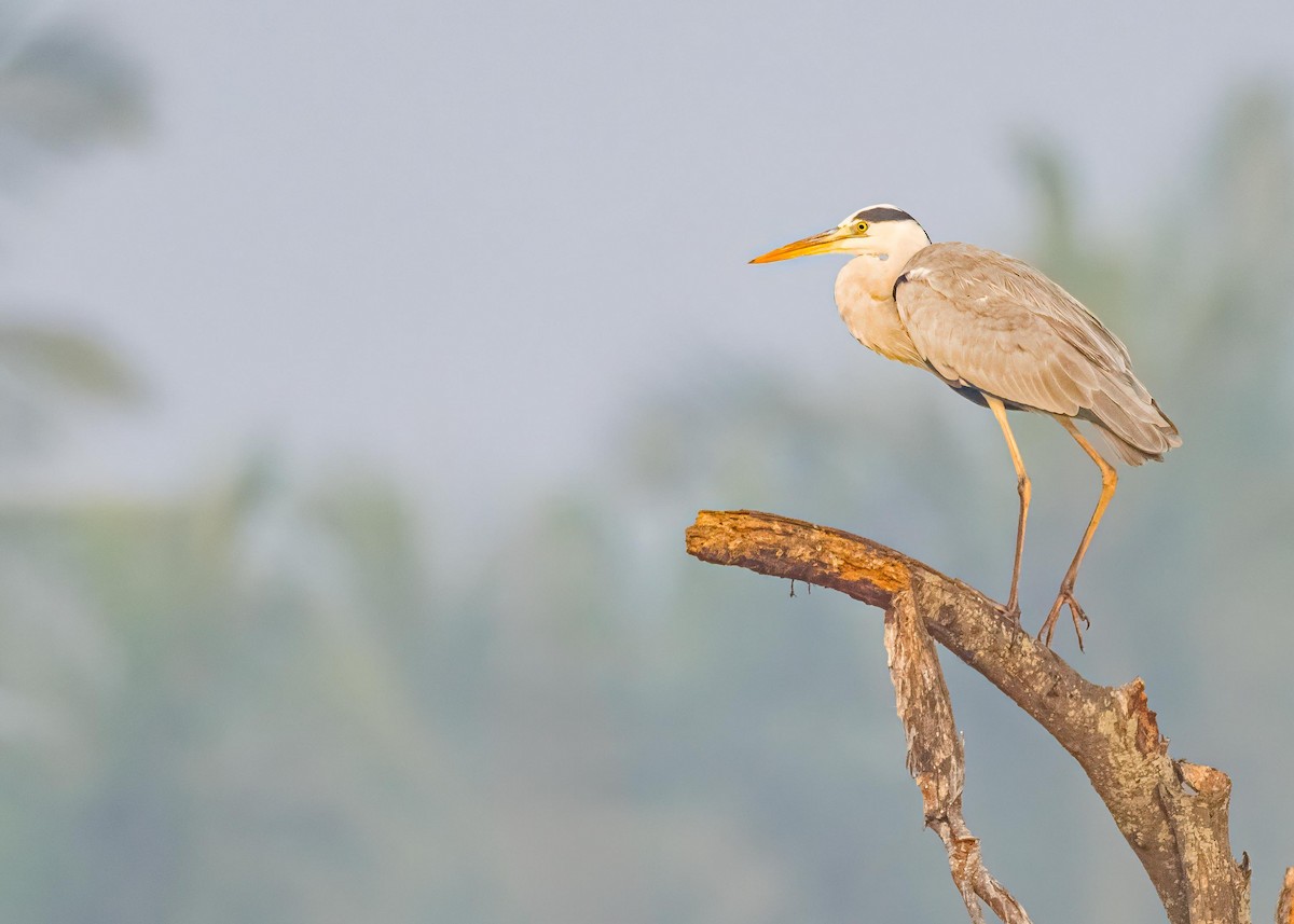 Héron cendré - ML646894185