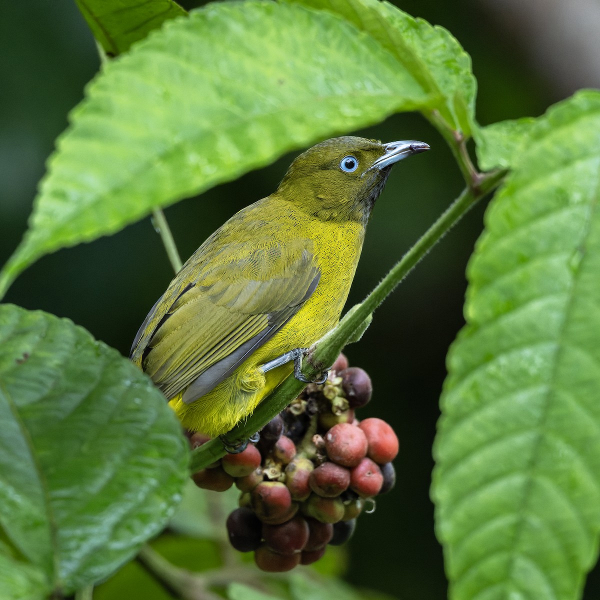 Andaman Arapbülbülü - ML646894186