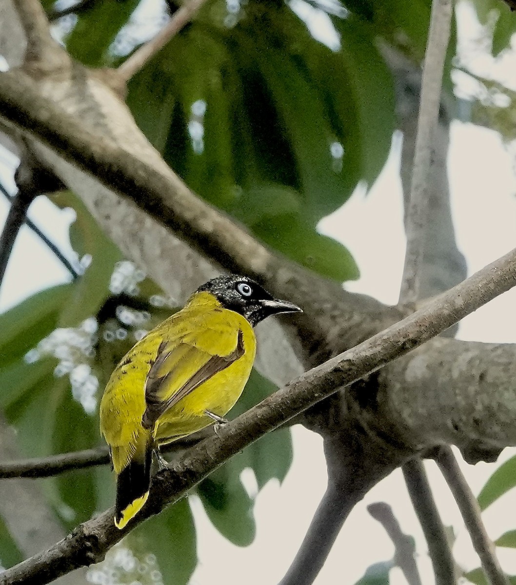 Black-headed Bulbul - ML646894187