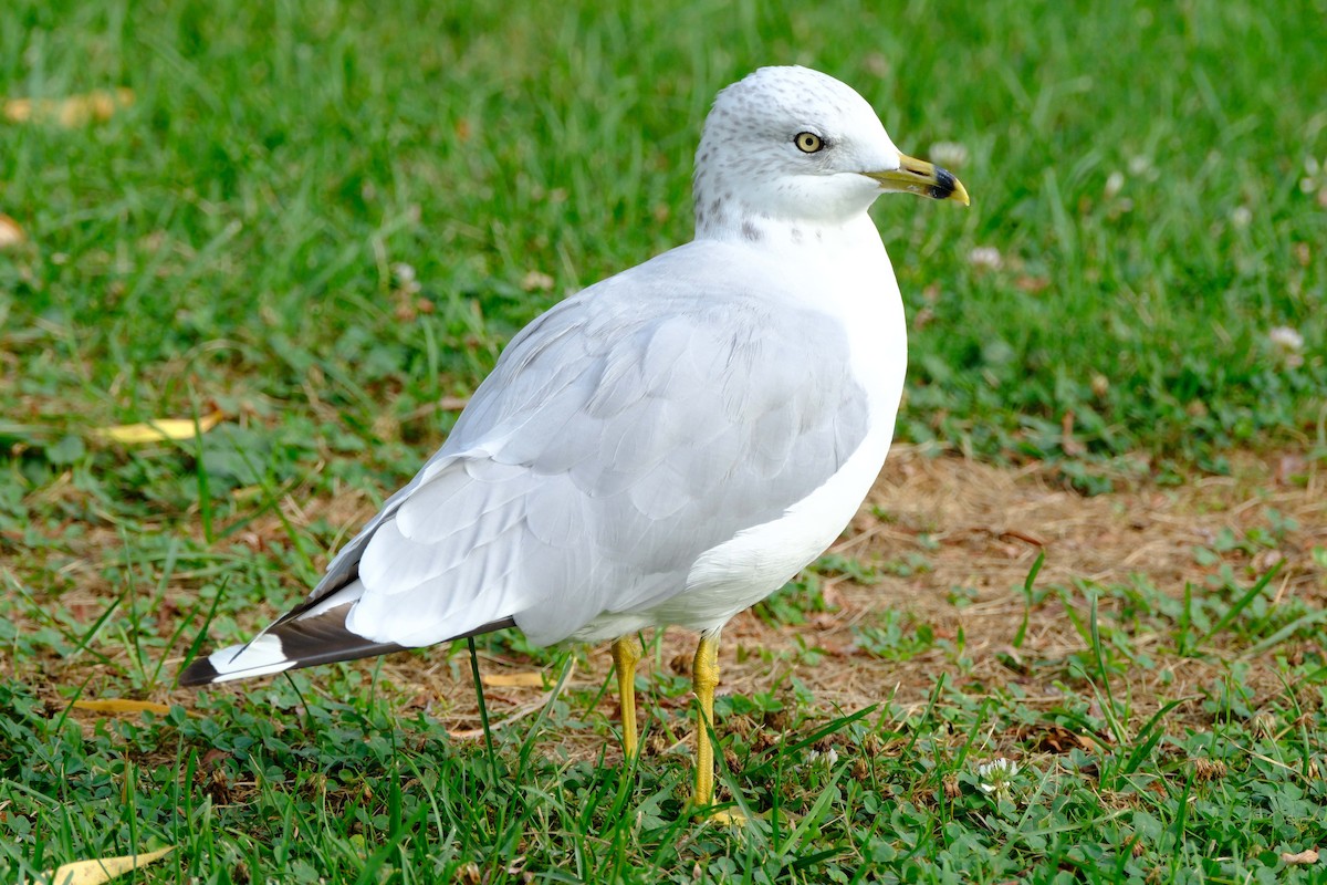 Ringschnabelmöwe - ML646894189