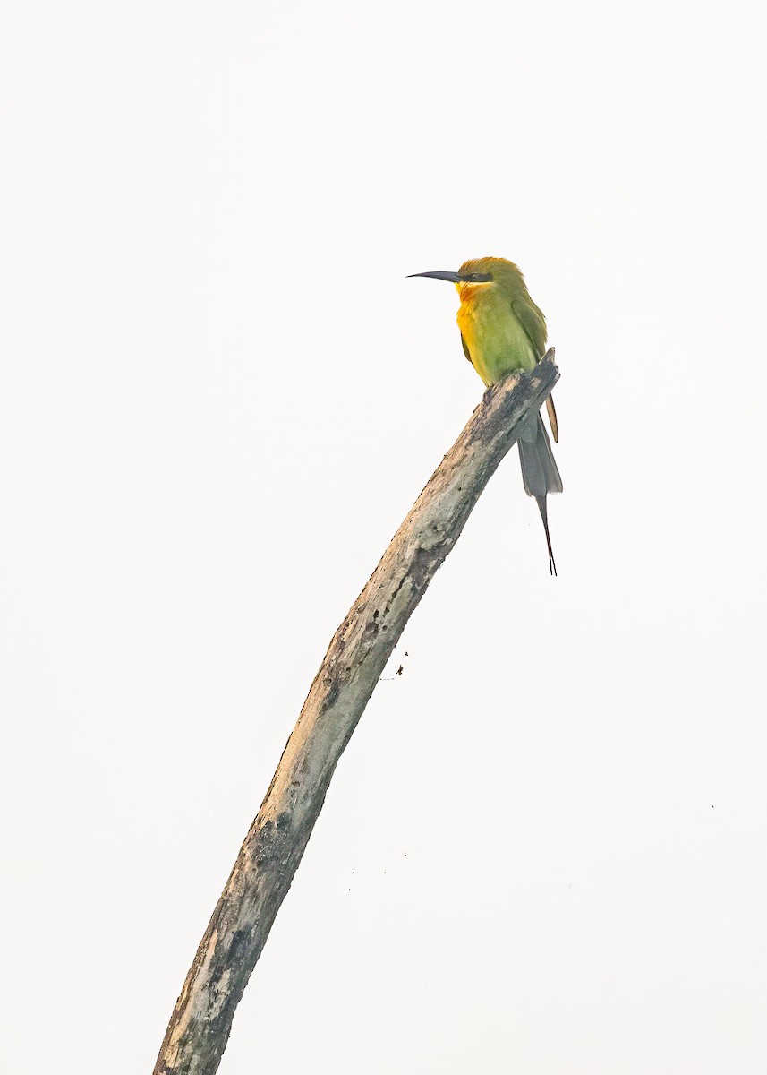 Guêpier à queue d'azur - ML646894190