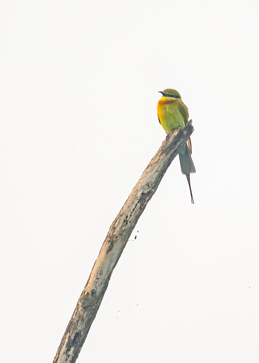 Guêpier à queue d'azur - ML646894191