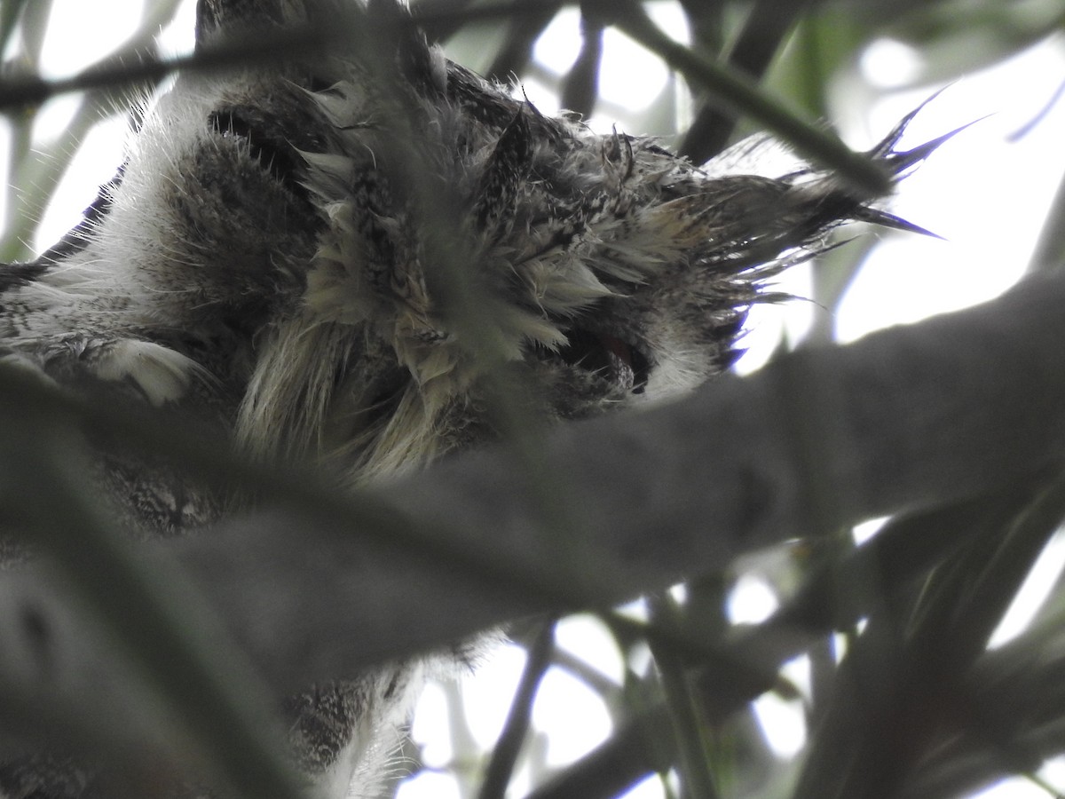 Northern White-faced Owl - ML646894192