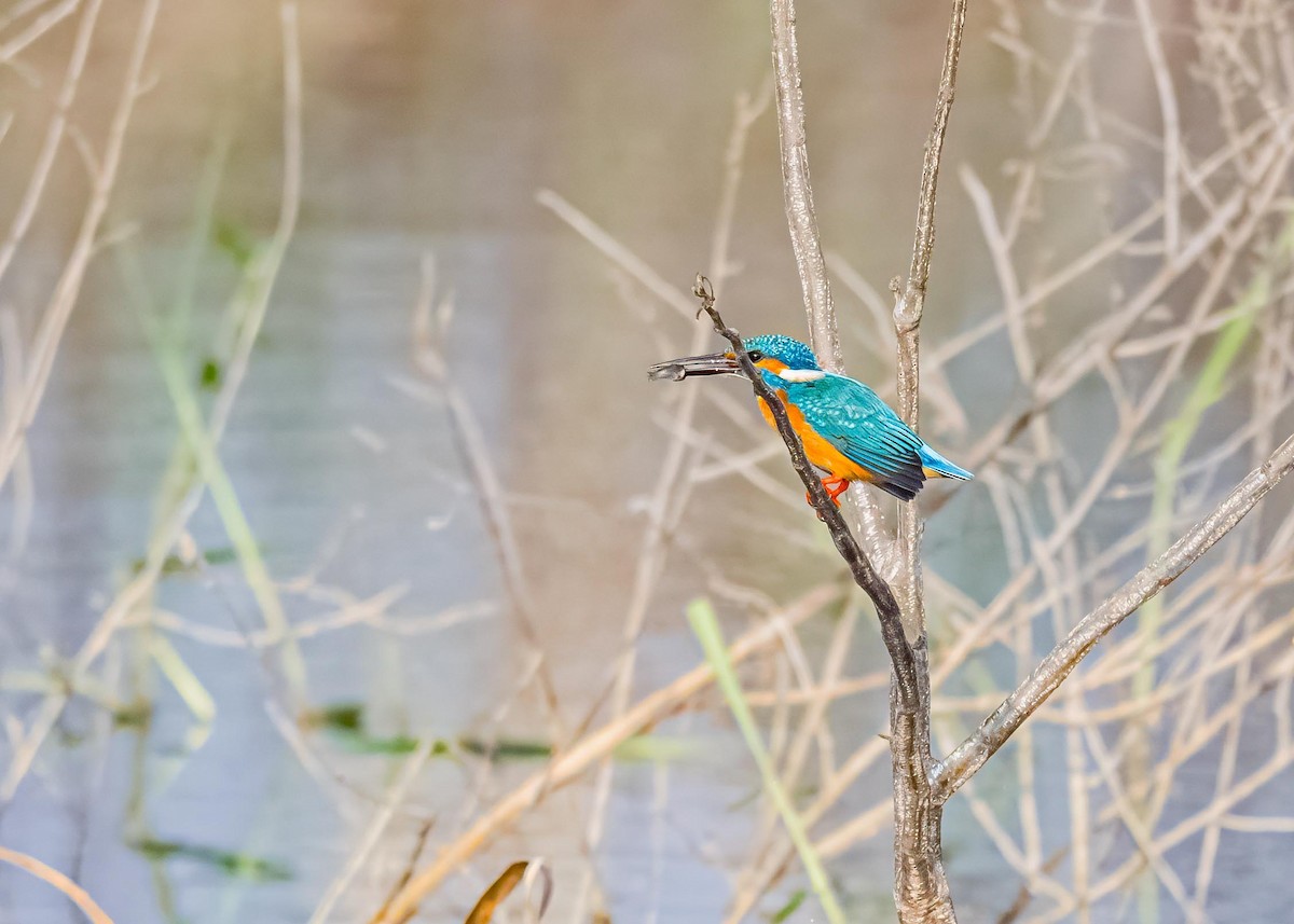 Martin-pêcheur d'Europe - ML646894194