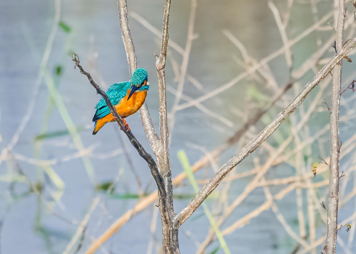 Martin-pêcheur d'Europe - ML646894195
