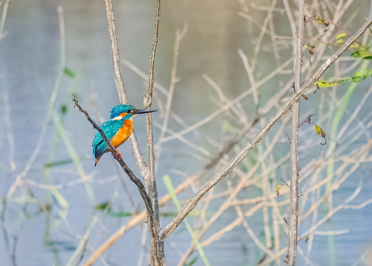 Martin-pêcheur d'Europe - ML646894196