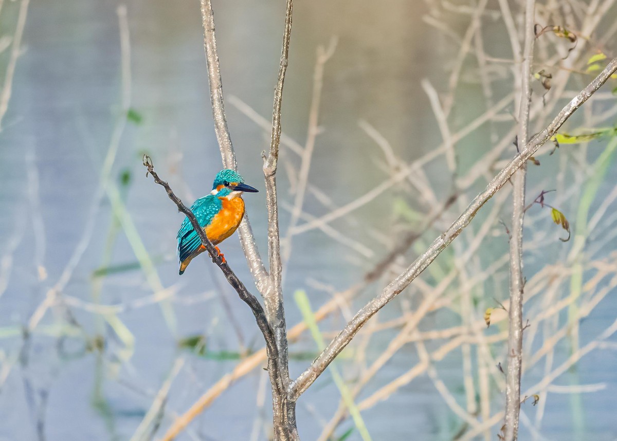 Martin-pêcheur d'Europe - ML646894197