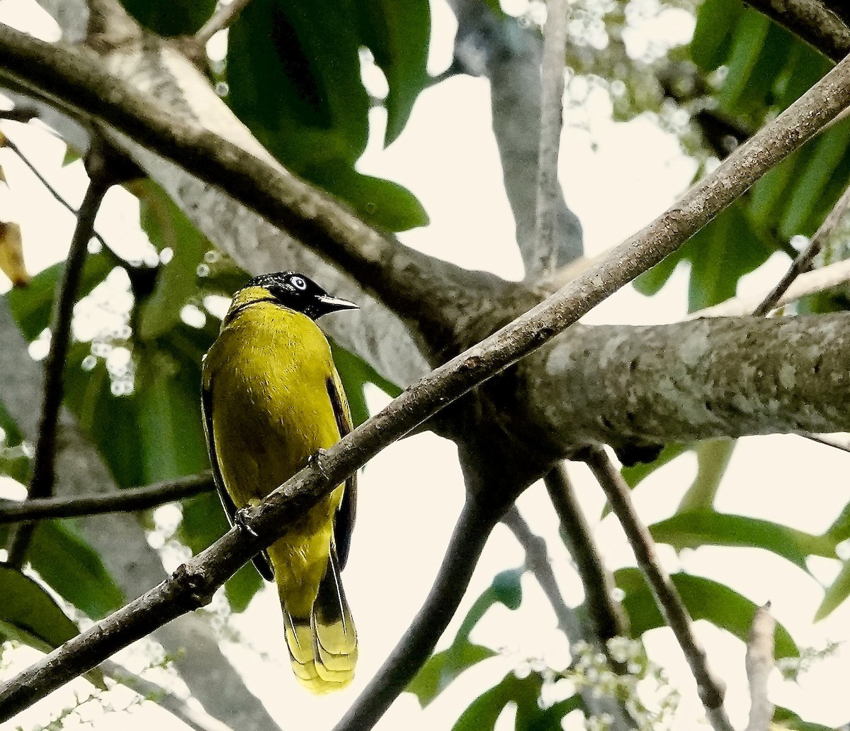 Black-headed Bulbul - ML646894198