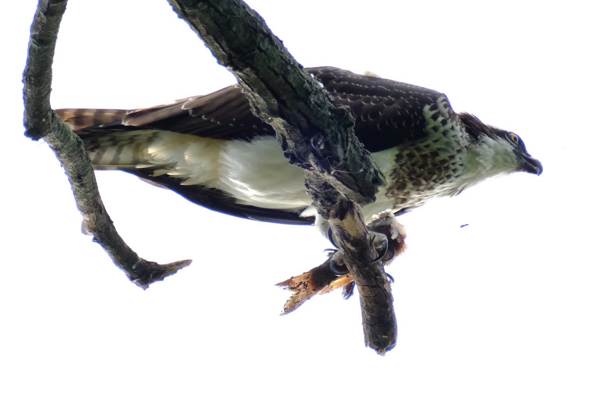 Fischadler - ML646894199