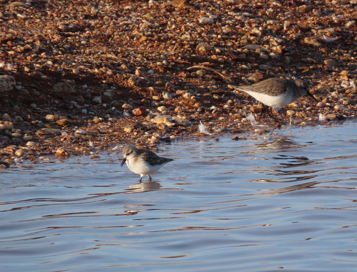 Little Stint - ML646894200