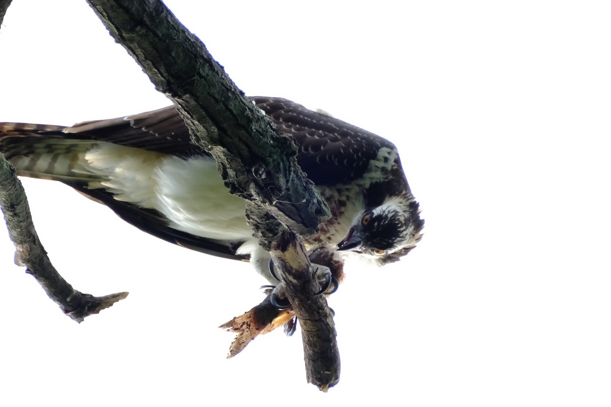 Fischadler - ML646894201