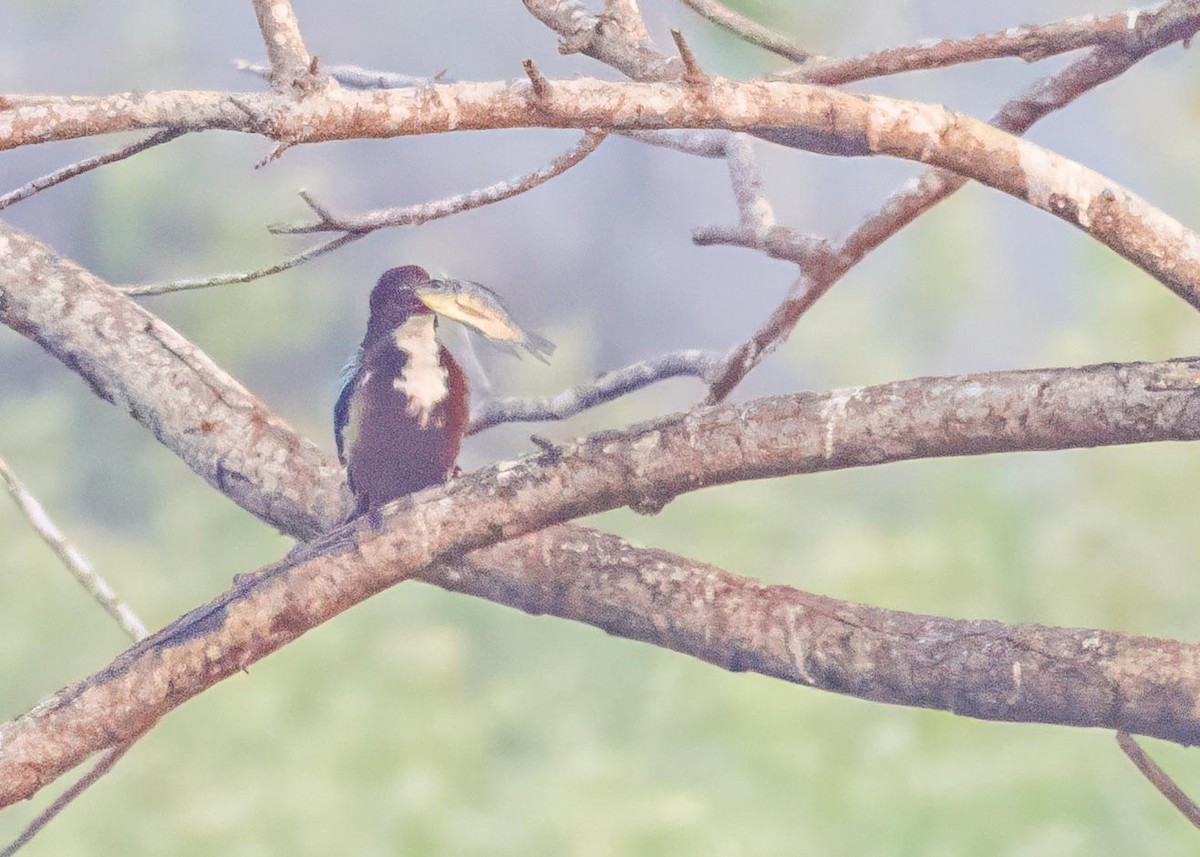 Martin-chasseur de Smyrne - ML646894202