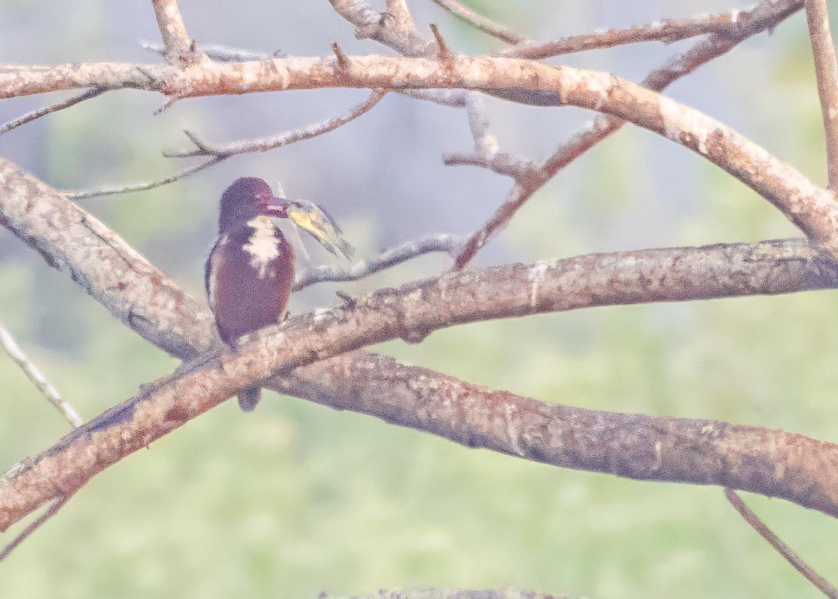 Martin-chasseur de Smyrne - ML646894203