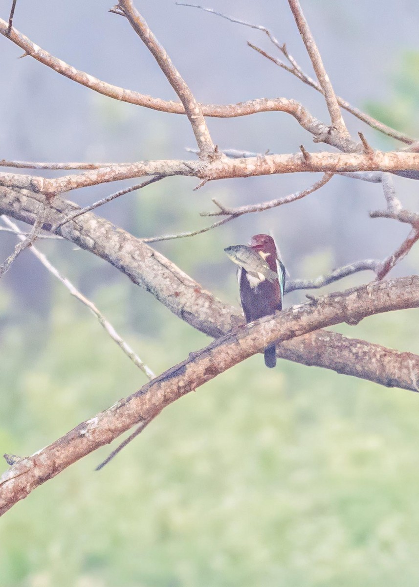 Martin-chasseur de Smyrne - ML646894204