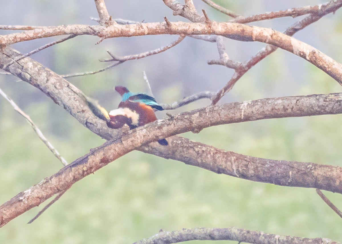 Martin-chasseur de Smyrne - ML646894205