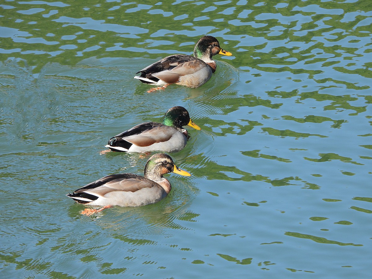花嘴鴨x綠頭鴨(雜交) - ML646894206